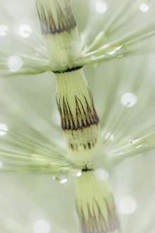 Images Dated 26th April 2016: USA, Washington, Seabeck. Dew drops on horsetail plant