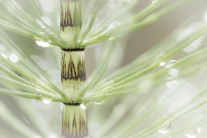 Drop Prints: USA, Washington, Seabeck. Dew drops on horsetail plant