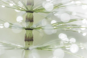 Images Dated 26th April 2016: USA, Washington, Seabeck. Dew drops on horsetail plant