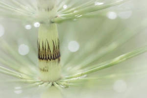 USA, Washington, Seabeck. Dew drops on horsetail plant