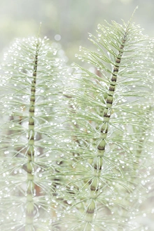 Images Dated 26th April 2016: USA, Washington, Seabeck. Dew drops on horsetail plant