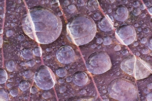 Bead Prints: USA, Washington, Seabeck. Detail of dew drops on a leaf