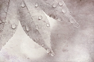 Drop Prints: USA, Washington, Seabeck. Dew drops on maple leaf