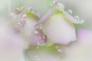 Images Dated 27th June 2014: USA, Washington, Seabeck. Dew drops on ornamental oregano