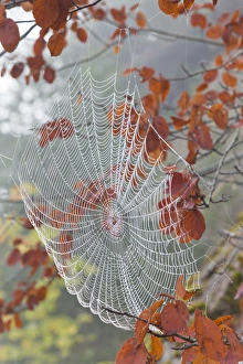 Foggy Prints: USA, Washington, Seabeck. Dew on spiderweb in tree