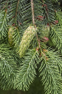 Images Dated 9th June 2014: USA, Washington, Seabeck. Detail of Douglas fir cones