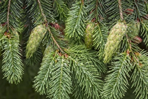 Northwest Prints: USA, Washington, Seabeck. Detail of Douglas fir cones