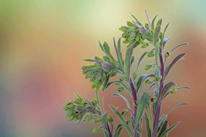 Images Dated 4th March 2016: USA, Washington, Seabeck. Euphorbia plants with buds
