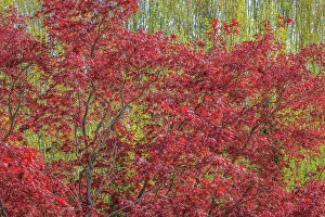 Poplar Prints: USA, Washington, Seabeck. Fall color in Spring