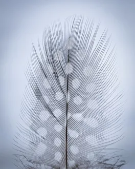 Prints of USA, Washington, Seabeck. Detail of feather. Credit as: Don Paulson / Jaynes Gallery / DanitaDelimont Images Dated 2016 December: USA, Washington, Seabeck. Detail of feather