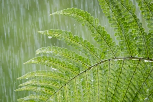 Drop Prints: USA, Washington, Seabeck. Fern in rainfall