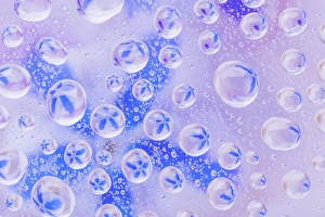 USA, Washington, Seabeck. Field of flowers reflected in water drops