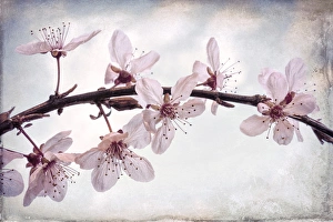 Images Dated 1st March 2016: USA, Washington, Seabeck. Flowering plum blossoms