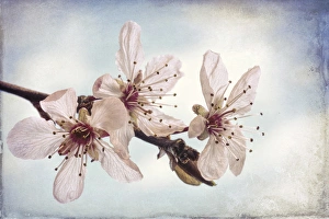 USA, Washington, Seabeck. Flowering plum blossoms