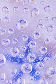 Drop Prints: USA, Washington, Seabeck. Flowers reflected in water drops
