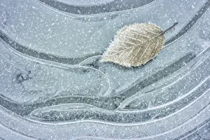 Images Dated 15th January 2012: USA, Washington, Seabeck. Frosty maple leaf on ice