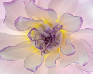Glow Prints: USA, Washington, Seabeck. Glowing dahlia flower close-up