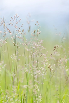 USA, Washington, Seabeck. Grasses in motion
