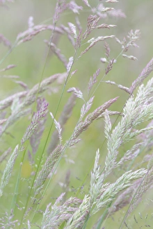 USA, Washington, Seabeck. Grasses in motion