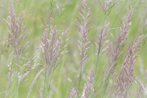 USA, Washington, Seabeck. Grasses in motion