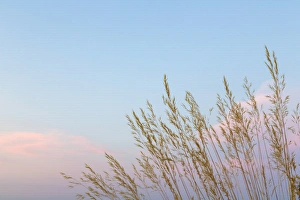 Images Dated 9th August 2013: USA, Washington, Seabeck. Grasses at sunset