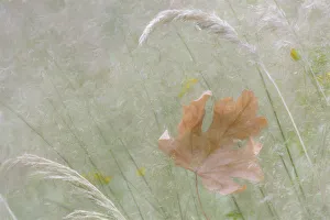 Painterly Prints: USA, Washington, Seabeck. Grassy meadow and maple leaf
