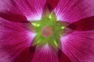 USA, Washington, Seabeck. Hollyhock blossom composite