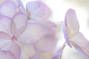 USA, Washington, Seabeck. Hydrangea paniculata flower close-up