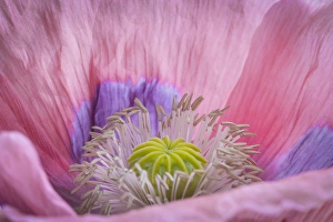 USA, Washington, Seabeck. Inside of poppy flower