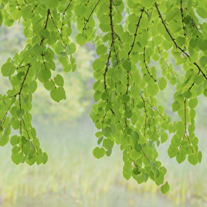 Images Dated 16th May 2016: USA, Washington, Seabeck. Katsura tree limbs in springtime
