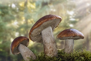 USA, Washington, Seabeck. Leccinum insigne, mushroom, Pacific Northwest, Seabeck