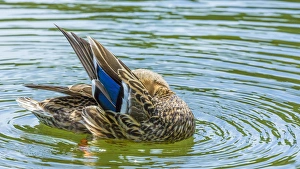 Images Dated 21st May 2015: USA, Washington, Seabeck. Mallard duck preening in water