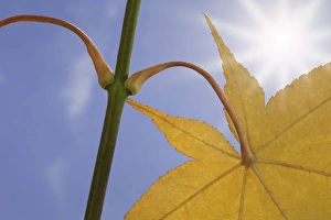 USA, Washington, Seabeck. Maple leaf in autumn color