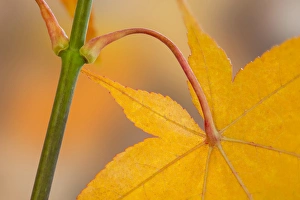 Stem Prints: USA, Washington, Seabeck. Maple leaf in autumn color