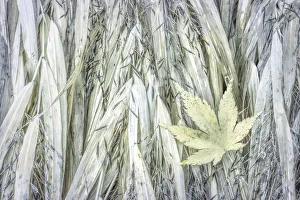 Muted Prints: USA, Washington, Seabeck. Maple leaf on Japanese forest grass in autumn. Credit as