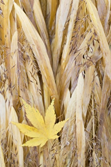 USA, Washington, Seabeck. Maple leaf on Japanese forest grass in late autumn. Credit as
