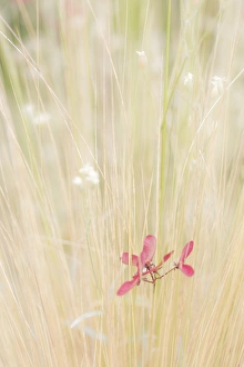 Seed Prints: USA, Washington, Seabeck. Maple tree seed in tall grass