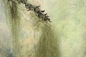 Images Dated 11th March 2015: USA, Washington, Seabeck. Methuselahs beard lichen on tree