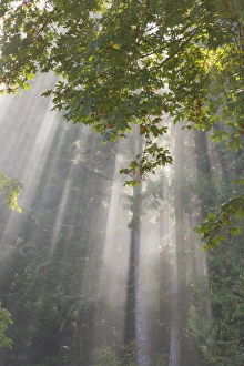 Images Dated 27th September 2012: USA, Washington, Seabeck. Morning sun breaking through foggy trees in Scenic Beach State Park