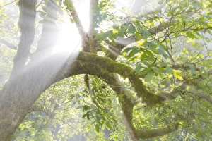 Images Dated 27th September 2012: USA, Washington, Seabeck. Morning sun breaking through foggy trees in Scenic Beach State Park