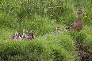 USA, Washington, Seabeck. Mother duck with babies