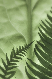 Images Dated 31st March 2010: USA, Washington, Seabeck. Oak fern and sword fern on backlit skunk cabbage leaf. Credit as