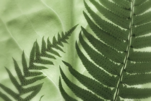 USA, Washington, Seabeck. Oak fern and sword fern on backlit skunk cabbage leaf. Credit as