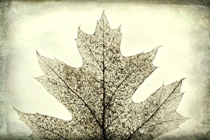 USA, Washington, Seabeck. Oak leaf abstract