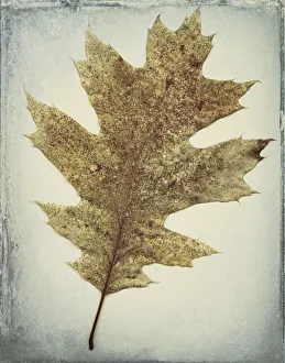 Muted Prints: USA, Washington, Seabeck. Oak leaf close-up