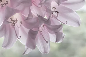 Lily Prints: USA, Washington, Seabeck. Pale pink lilies close-up. Credit as