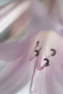 Lily Prints: USA, Washington, Seabeck. Pale pink lily close-up. Credit as