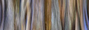 Aqua Prints: USA, Washington, Seabeck. Panoramic abstract of tree trunk and limbs