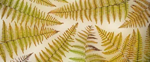 USA, Washington, Seabeck. Panoramic of bracken fern pattern