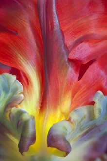 USA, Washington, Seabeck. Detail of parrot tulip